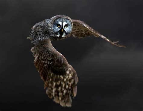 Great grey owl in flight from Hogwarts (strix nebulosa) - a photo on Flickriver