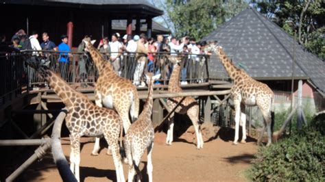 Giraffe Center Nairobi Booking Tour Book Online