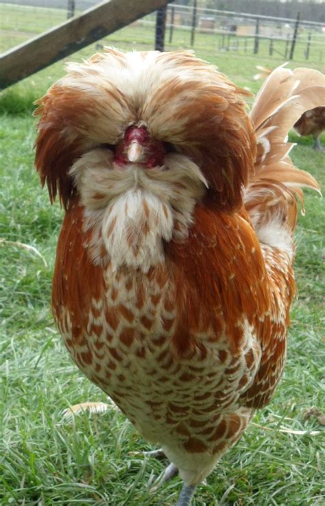 Poland For Sale | Chickens | Breed Information | Omlet