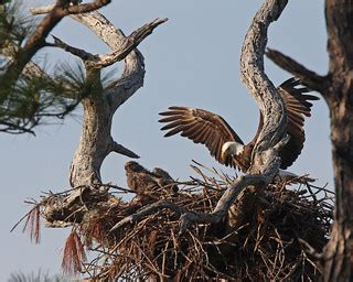 Bald Eagle - Nesting -7 | Frank Kocsis Jr | Flickr