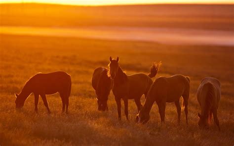 Wild Horse Wallpapers - WallpaperSafari