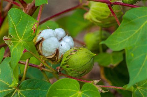 Cotton Plant Green - Free photo on Pixabay - Pixabay