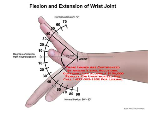 AMICUS Illustration of amicus,anatomy,range,motion,wrist,joint,flexion ...