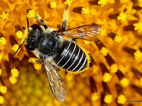 Citizen Science and Biosecurity: bee alert and bee alarmed – Atlas of Living Australia