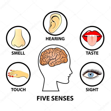 Human five senses, education concept vector illustration — Stock Vector © Zanna26 #192534860