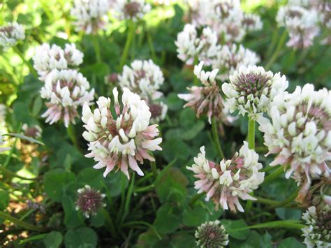 White clover | Plant-Lore