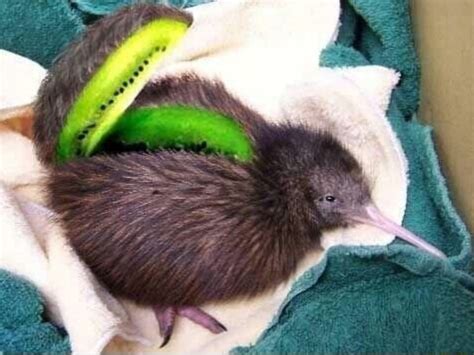 Kiwi Bird : r/Punny