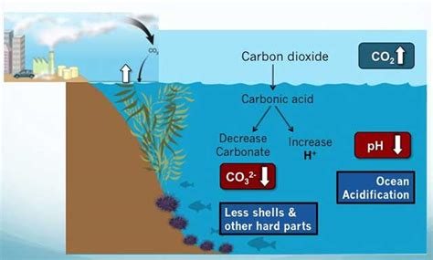 Ocean Acidification - iFink!