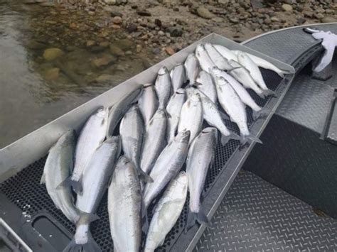 Kokanee Fishing | Columbia River Fishing Guides in Washington & Oregon