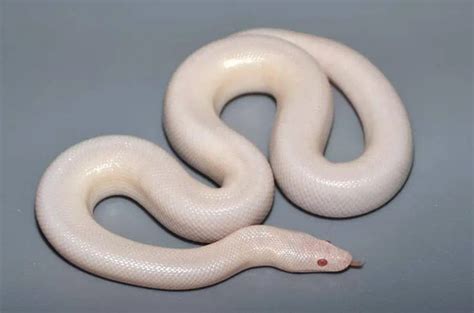 13 Cool Rosy Boa Morphs With Pictures – Family Life Share