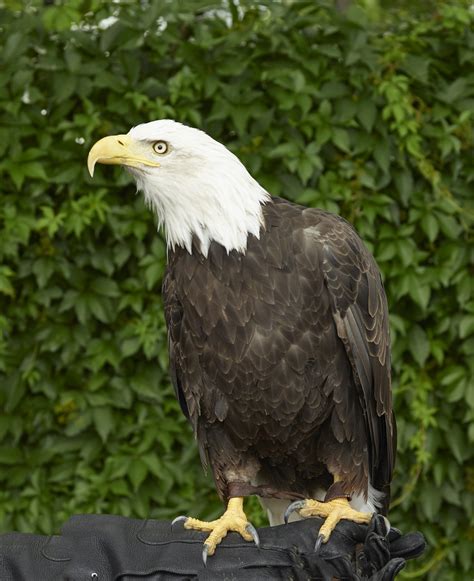 Free Images : tree, nature, wing, looking, wildlife, beak, symbol ...