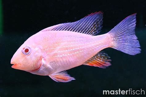 Acarichthys heckelii albino - Online Shop