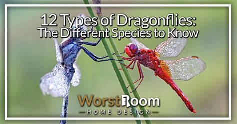 12 Types of Dragonflies: The Different Species To Know - Worst Room