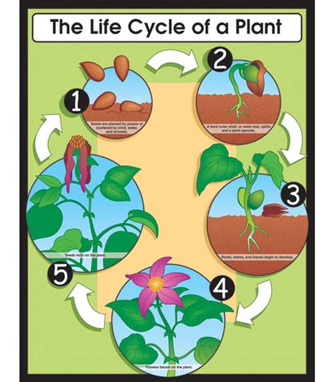 The Life Cycle of a Plant Chart | Life cycles, Plant science, Plant life cycle