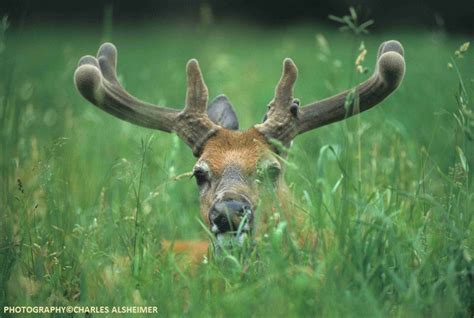 Whitetail Deer Antler Growth Process - Legendary Whitetails - Legendary Whitetail's Blog