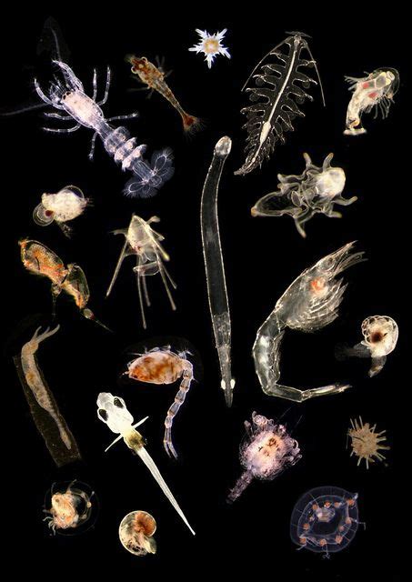 Plankton mix - a photo on Flickriver | Deep sea creatures, Microscopic ...