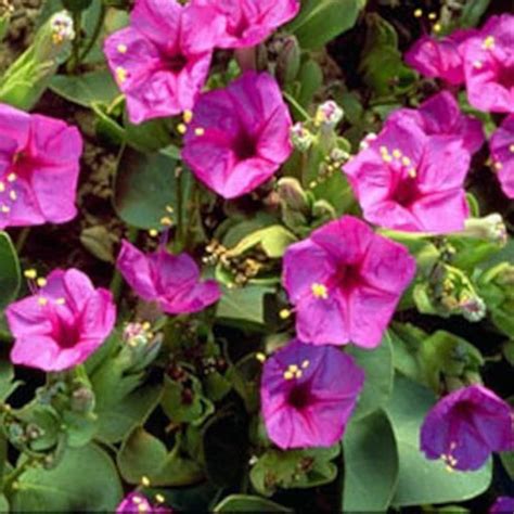 Mirabilis Jalapa Pink Flower Seeds/four O'clock/perennial 40 ...