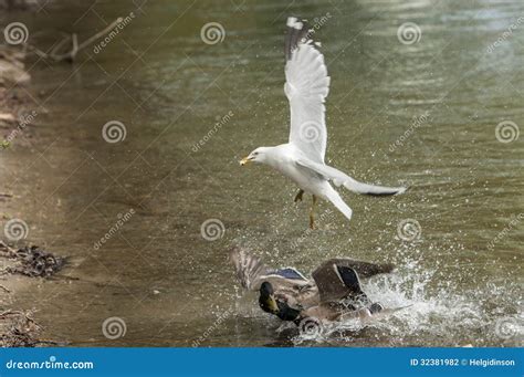 A Seagull Stealing Food On The Sea Beach Royalty-Free Stock Photo ...