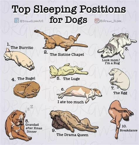 Pin on Inspiration + | Dog sleeping positions, Sleeping dogs, Dog body language