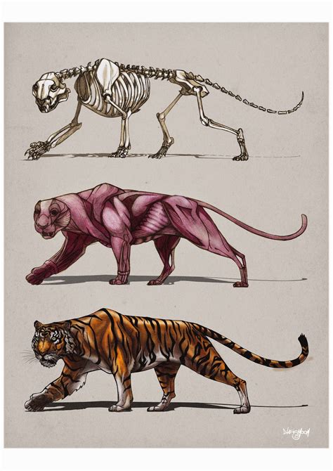 Anatomy Of A Tiger