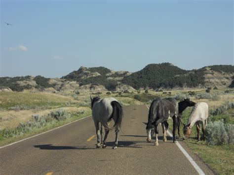 KLR650 Adventures: Wild Horses at Theodore Roosevelt National Park