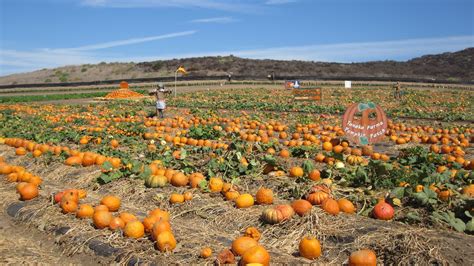 Tanaka Farms Pumpkin Patch in Irvine | Ramiro & Erica Rivas