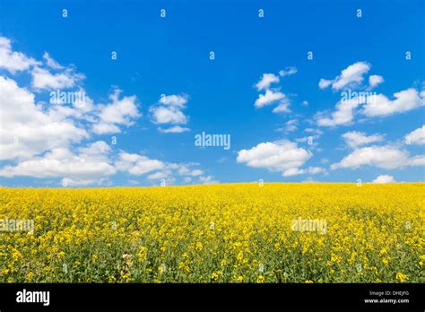 yellow canola or rapeseed field Stock Photo - Alamy