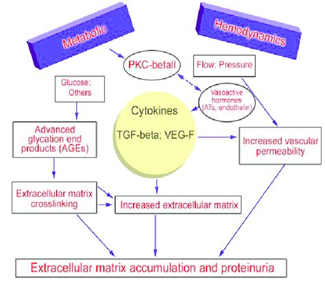 Pathogenesis of diabetic nephropathy (15). | Download Scientific Diagram