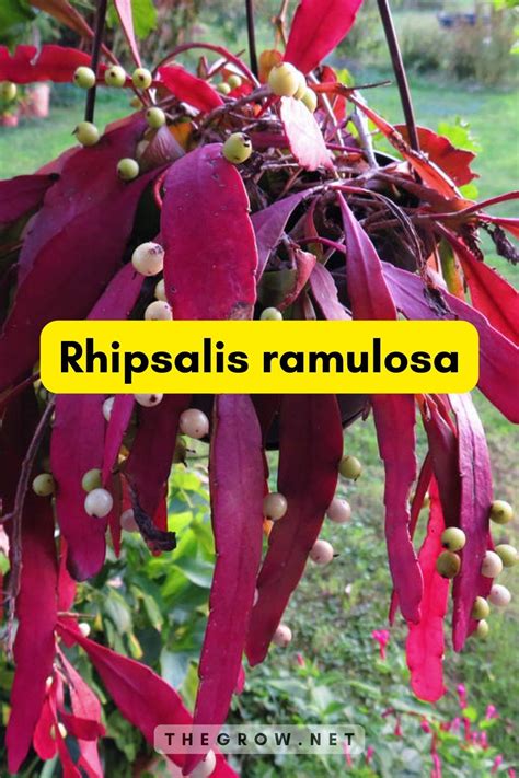 25 Common And Rare Rhipsalis Varieties (With Pictures) | TheGrow