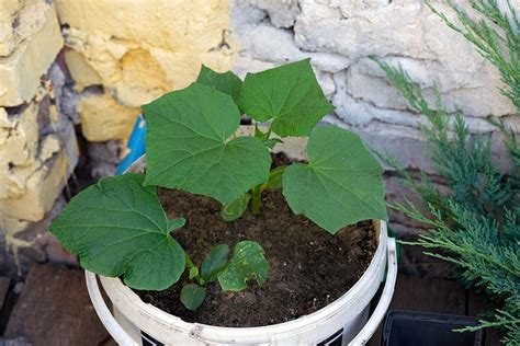 5 Reasons for Cucumber Leaves Curling [Fixing Guide] - Plants Of Merit