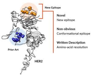 Epitope Mapping, Epitope Mapping Service | Integral Molecular