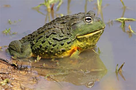 5,600+ Pictures Of A Bullfrog Pictures Stock Photos, Pictures & Royalty ...