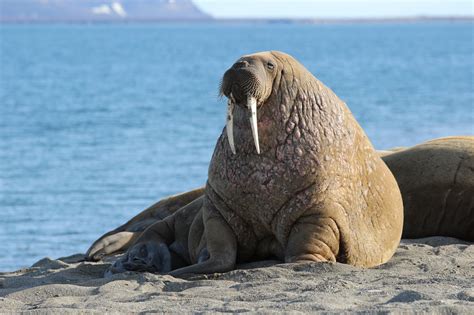 Free photo: Walrus in Winter - Animal, Frozen, Ice - Free Download - Jooinn