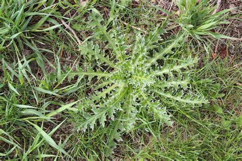 Controlling Musk Thistle | Announce | University of Nebraska-Lincoln