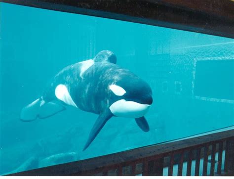 Killer Whale Aquarium