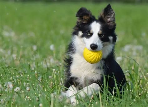 Mini Border Collie: What You Need to Know About - ebknows