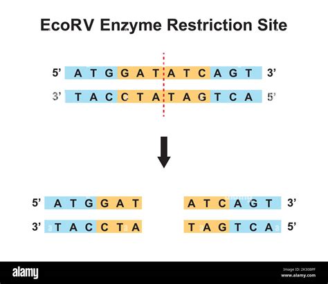 EcoRV Enzyme Restriction Site. Vector Illustration Stock Vector Image & Art - Alamy