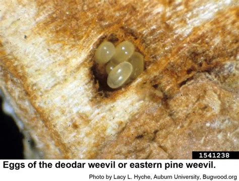 Deodar Weevil / Eastern Pine Weevil | NC State Extension Publications