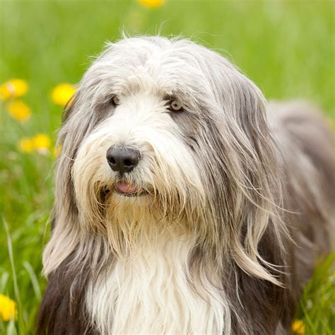 Havanese Dog Long Hair: Unleash the Ultimate Style with These Stunning ...