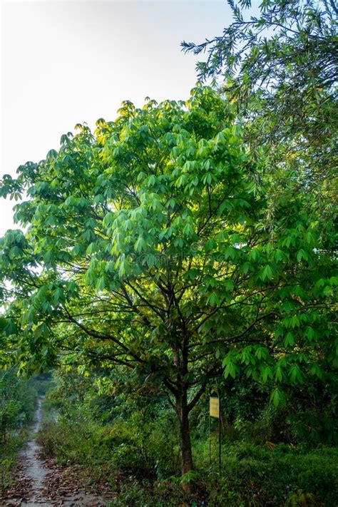 A Shot of Horse Chestnut Tree in Full Bloom with Flowers, Aesculus ...