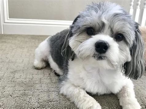 Can A Shih Tzu And A Border Collie Be Friends