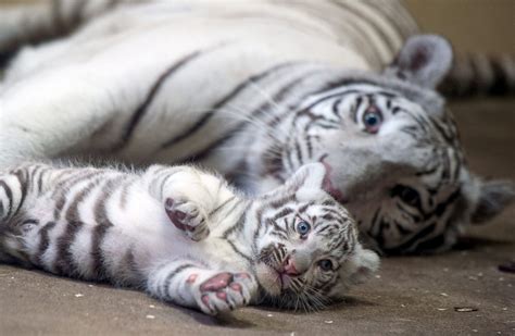 Rare White Baby Tiger Cuddles With Mom Picture | Cutest Baby Animals From Around the World - ABC ...