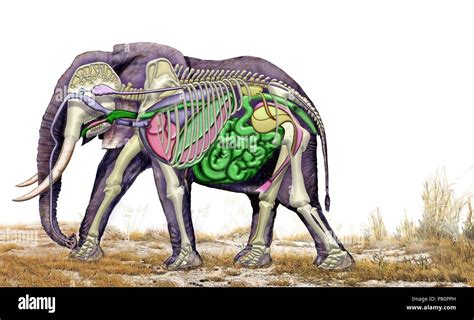 Interne Anatomie eines weiblichen Elefanten Stockfotografie - Alamy