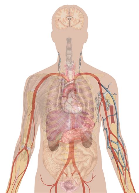 Man shadow with organs Body Anatomy Organs, Human Body Organs, Human ...