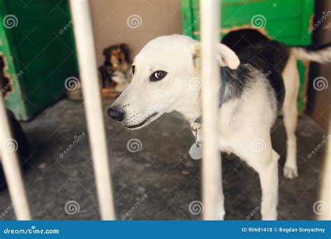 Cute Sad Puppy Looking through Shelter Cage, Unhappy Emotional M Stock ...