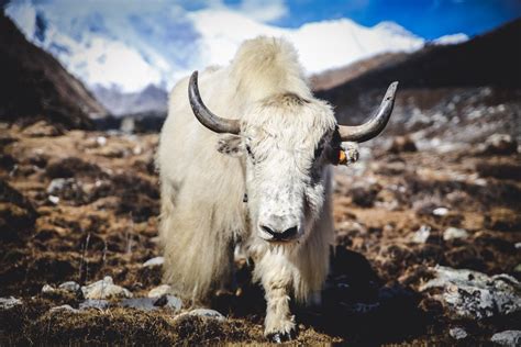 The animals of the Himalayas – How It Works