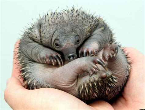 Bebe echidna | Echidna, Echidna puggle, Puggle