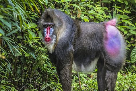 Mandrill Facts - Animals of Africa - WorldAtlas