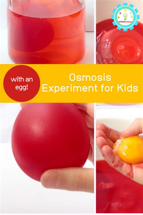 Osmosis experiment for kids blood cell membrane with an egg – Artofit