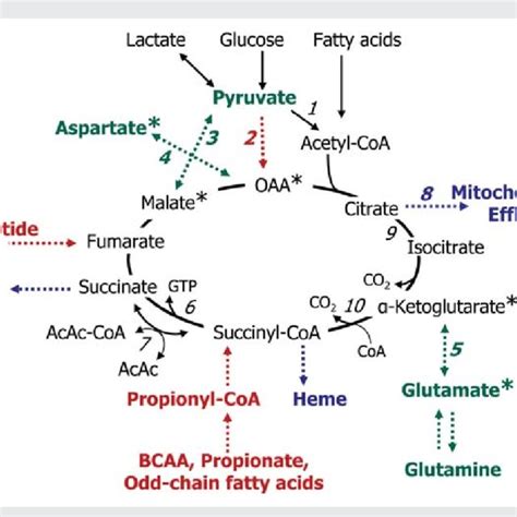 Overview of pathways and reactions that are related to anaplerosis and... | Download Scientific ...